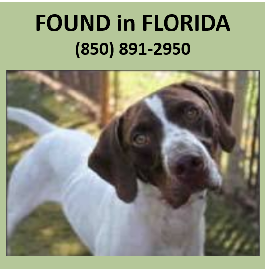 Found - Tallahassee, FL - Southeast German Shorthaired Pointer Rescue