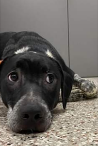 SEGSP Rescue - other dogs to adopt-courtesy posts - Southeast German  Shorthaired Pointer Rescue