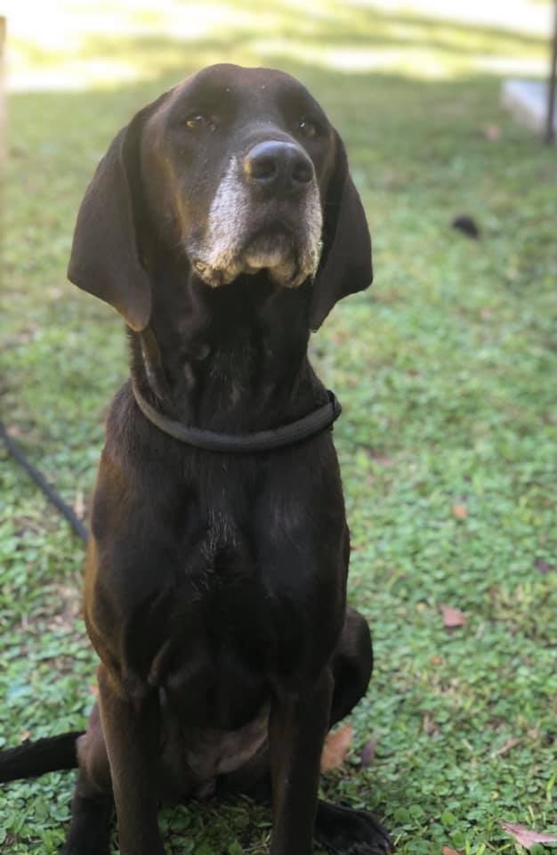Blog Archives - Southeast German Shorthaired Pointer Rescue
