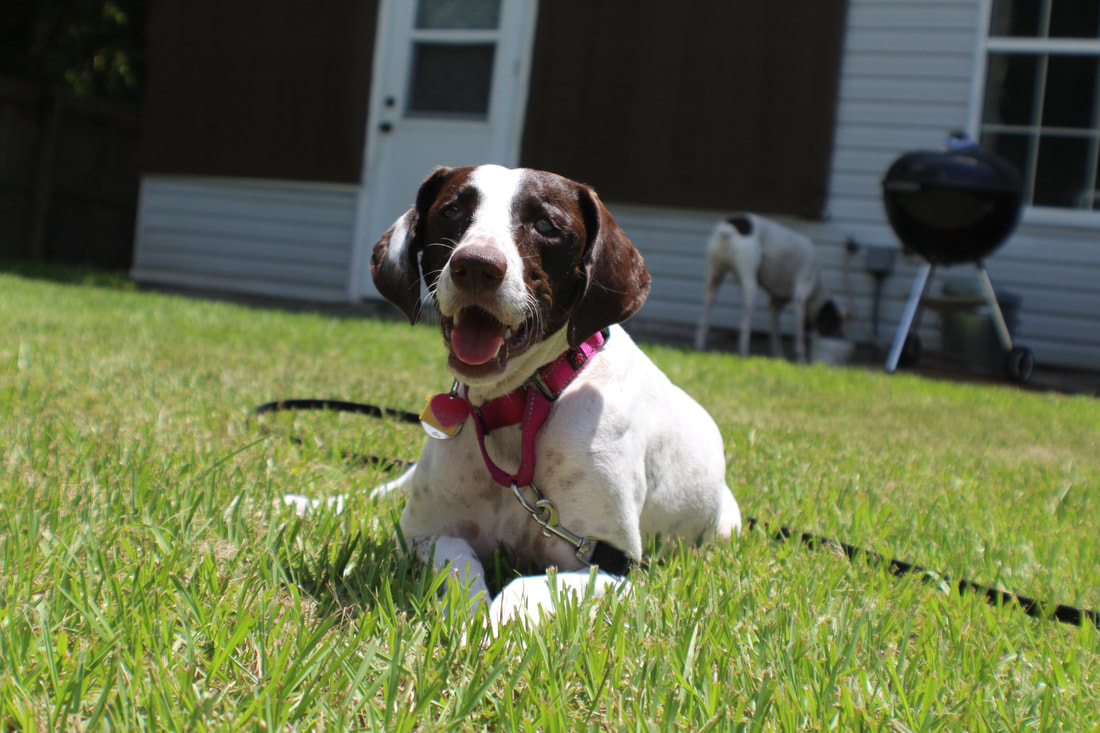 german shorthaired pointer rescue