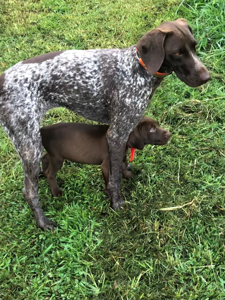 Southeast German Shorthaired Pointer Rescue - SEGSP Rescue ...